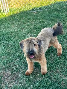 Soft Coated Wheaten Pups - Photo 10