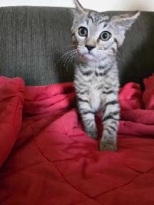 Beautiful Bengal Mix  Kittens to sell