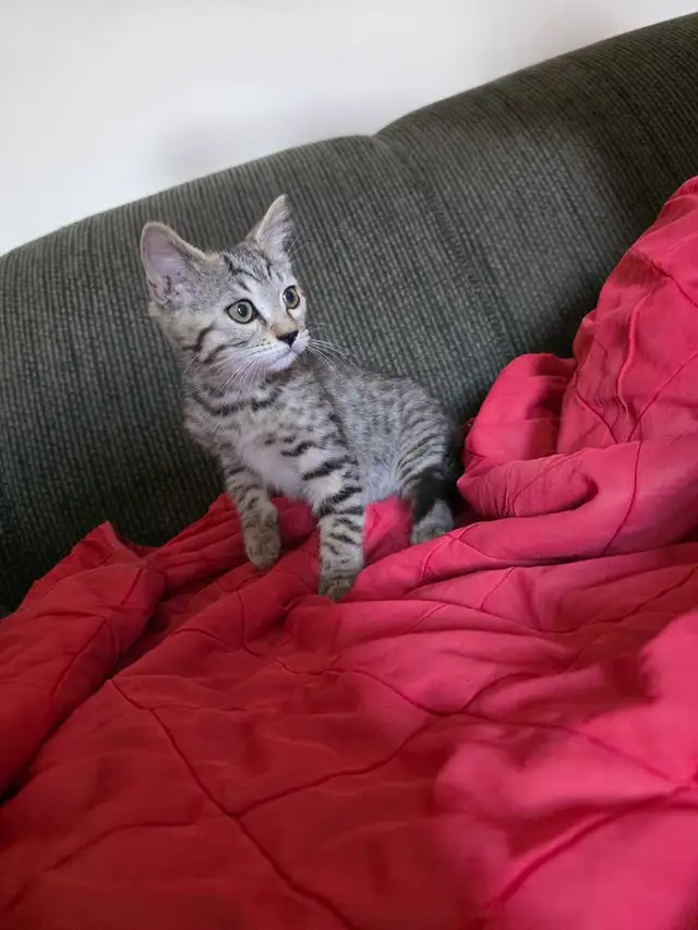 Beautiful Bengal Mix  Kittens to sell - Photo 3