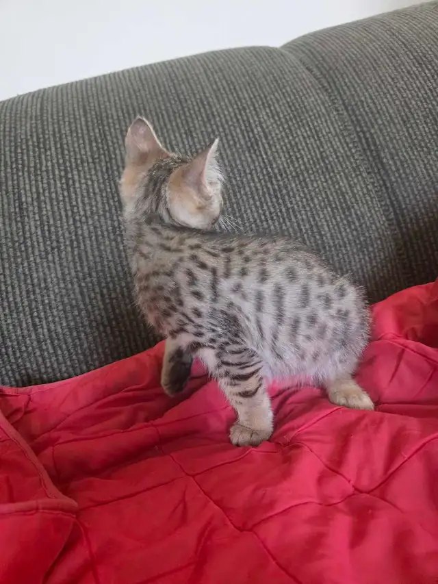Beautiful Bengal Mix  Kittens to sell - Photo 4
