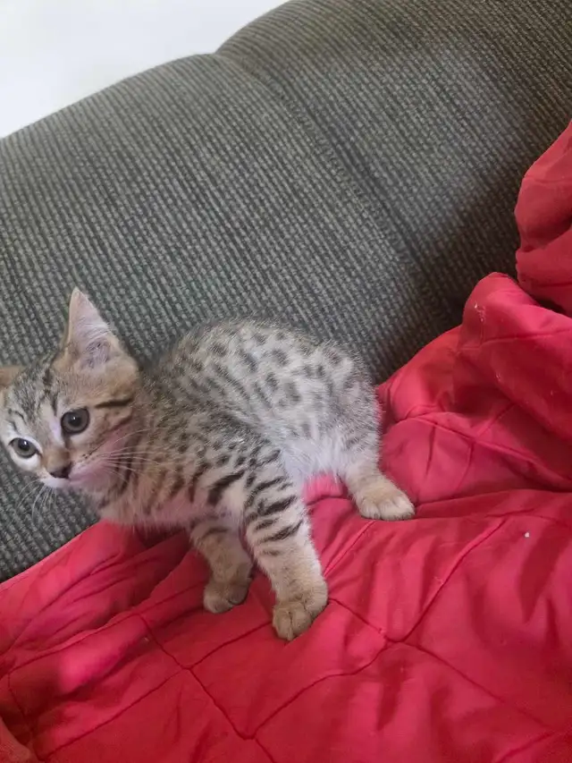 Beautiful Bengal Mix  Kittens to sell - Photo 5