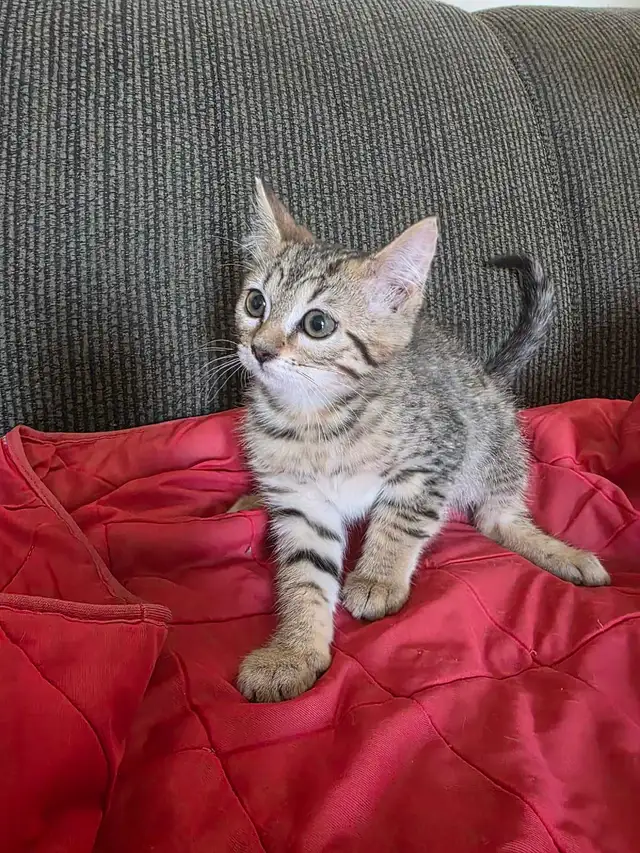 Beautiful Bengal Mix  Kittens to sell - Photo 6