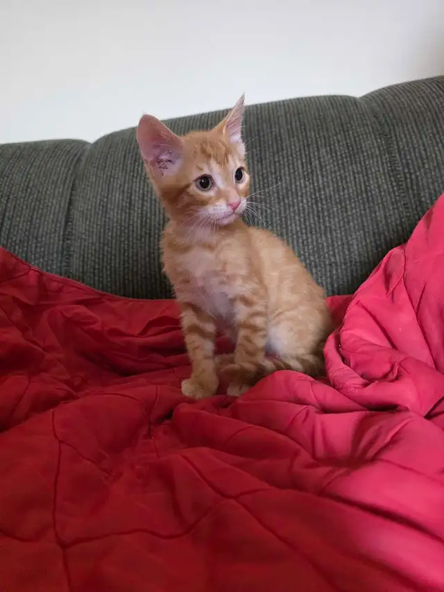 Beautiful Bengal Mix  Kittens to sell - Photo 7