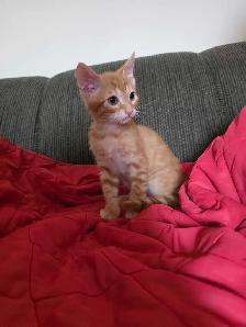 Beautiful Bengal Mix  Kittens to sell - Photo 7