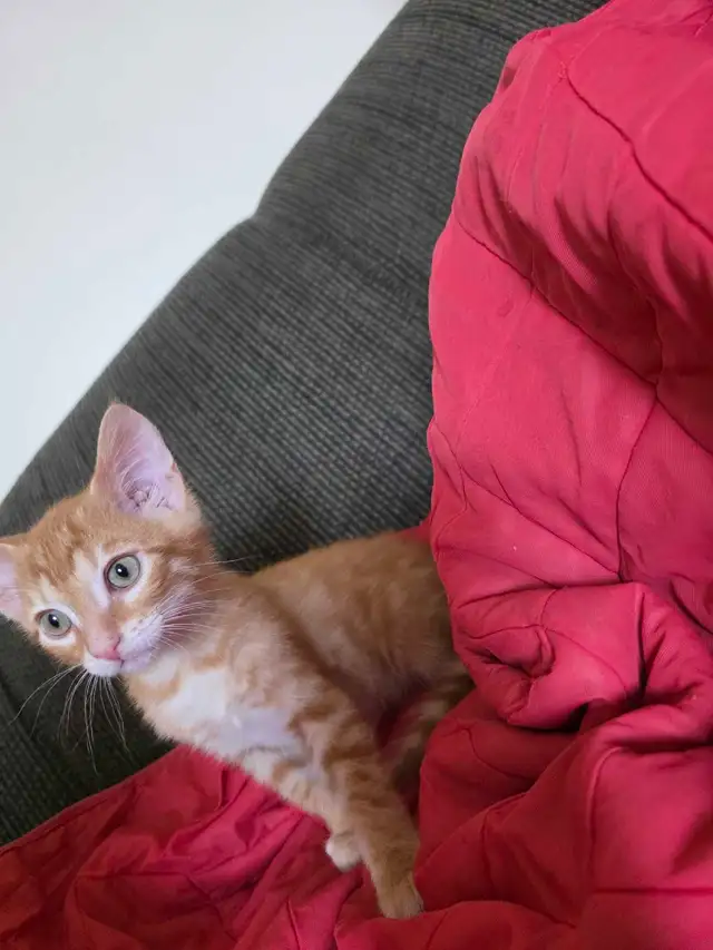 Beautiful Bengal Mix  Kittens to sell - Photo 8