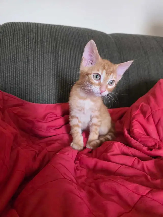 Beautiful Bengal Mix  Kittens to sell - Photo 9