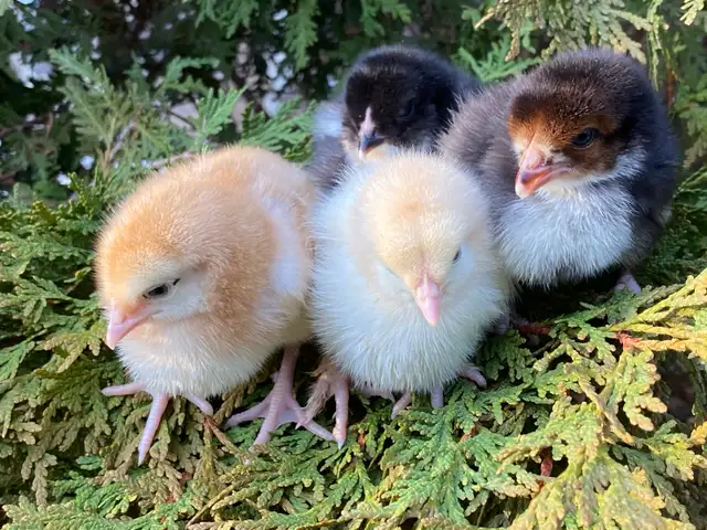 Super Cute and Super Friendly Easter Egger Chicks $5 each - Photo 2