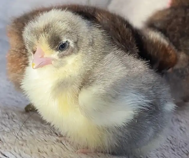 Super Cute and Super Friendly Easter Egger Chicks $5 each - Photo 5