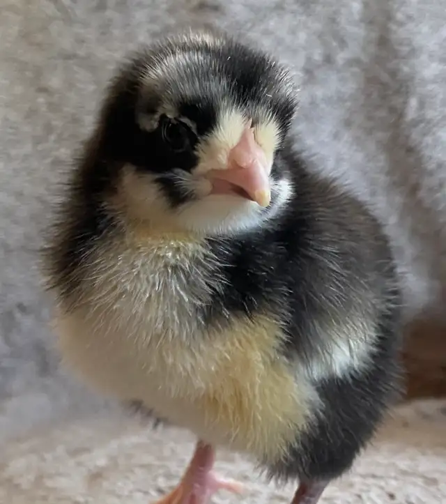 Super Cute and Super Friendly Easter Egger Chicks $5 each - Photo 6