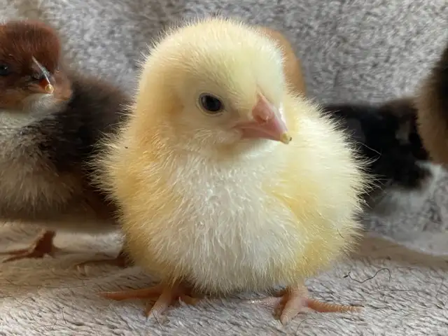 Super Cute and Super Friendly Easter Egger Chicks $5 each - Photo 7