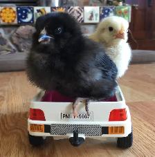 Super Cute and Super Friendly Easter Egger Chicks $5 each - Photo 10