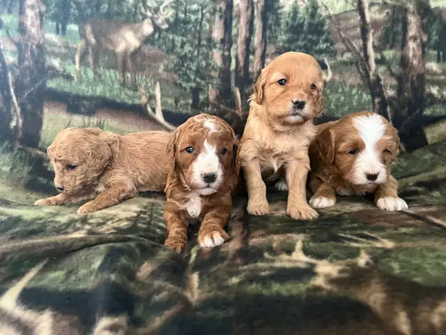 COCKAPOO ❤️ WESTIPOO❤️ FREE 1 MONTH INSURANCE ❤️FINANCING