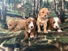 COCKAPOO ❤️ WESTIPOO❤️ FREE 1 MONTH INSURANCE ❤️FINANCING