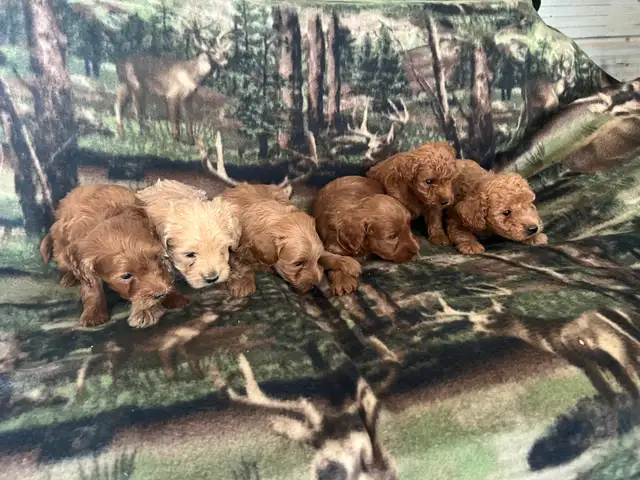 COCKAPOO ❤️ WESTIPOO❤️ FREE 1 MONTH INSURANCE ❤️FINANCING - Photo 2