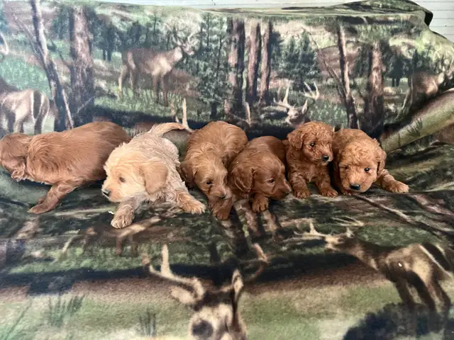 COCKAPOO ❤️ WESTIPOO❤️ FREE 1 MONTH INSURANCE ❤️FINANCING - Photo 3