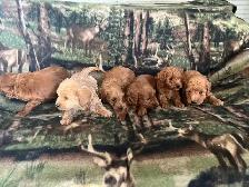 COCKAPOO ❤️ WESTIPOO❤️ FREE 1 MONTH INSURANCE ❤️FINANCING - Photo 3
