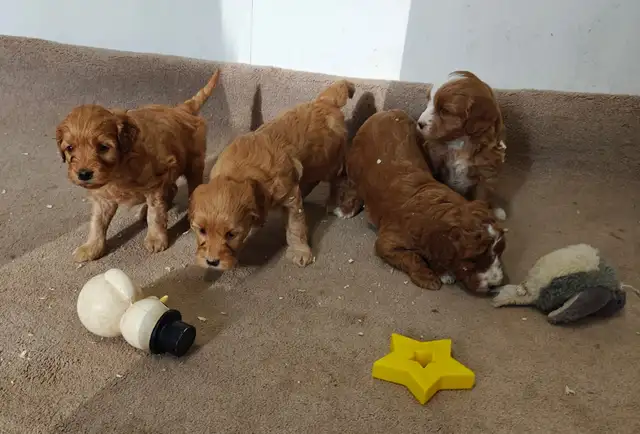 COCKAPOO ❤️ WESTIPOO❤️ FREE 1 MONTH INSURANCE ❤️FINANCING - Photo 4