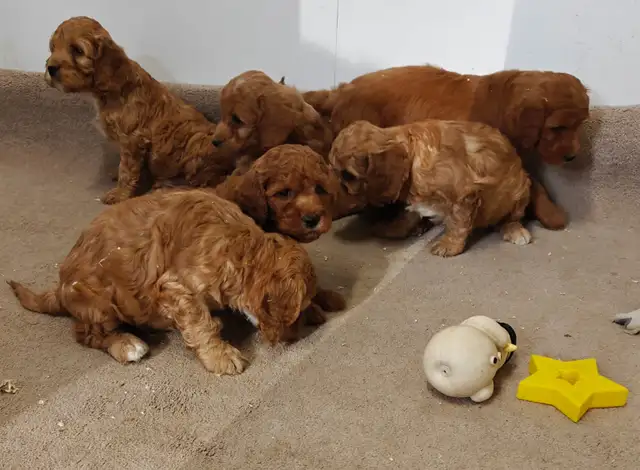 COCKAPOO ❤️ WESTIPOO❤️ FREE 1 MONTH INSURANCE ❤️FINANCING - Photo 5
