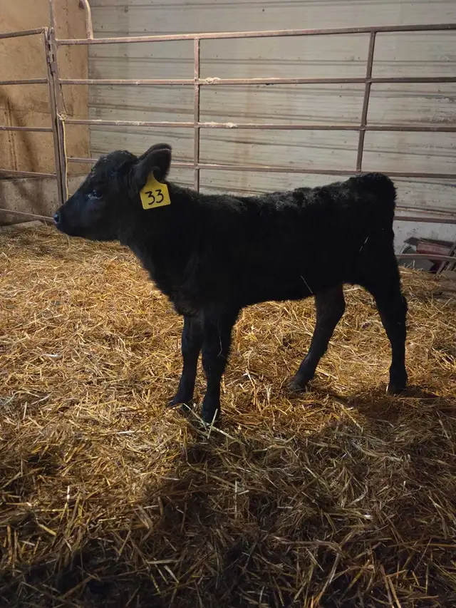 bottle calf