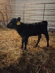 bottle calf
