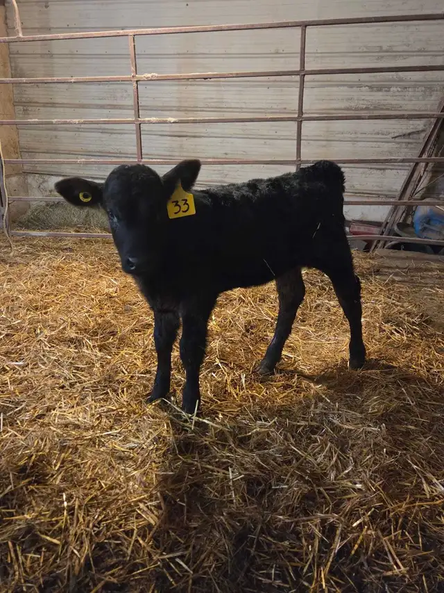 bottle calf - Photo 2