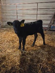 bottle calf - Photo 2