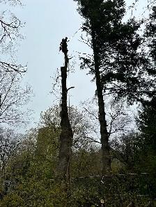 Tree Work Labourer needed