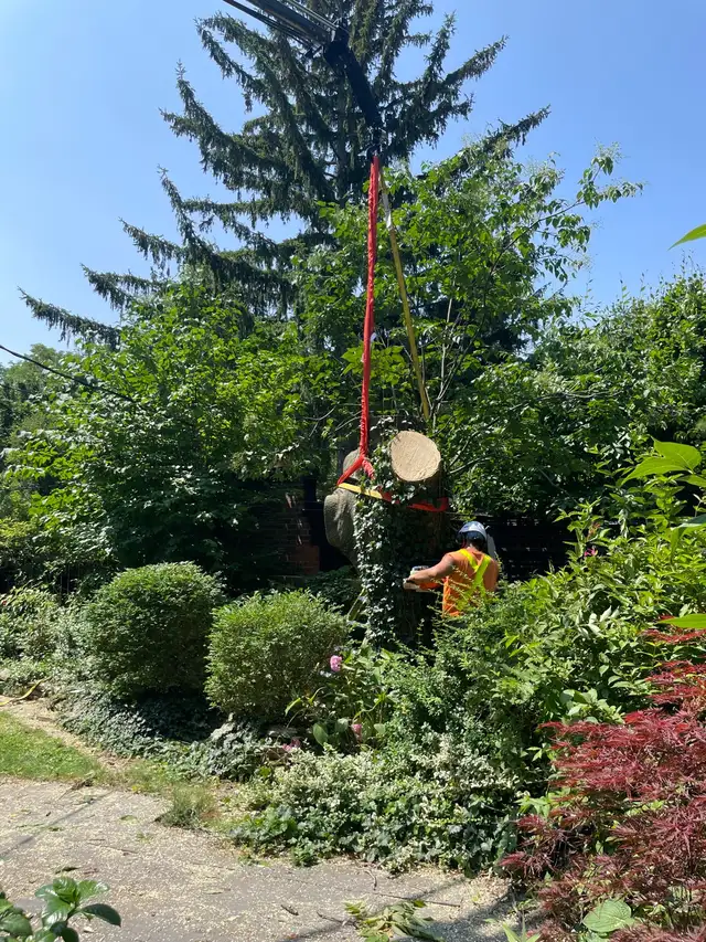 Tree Work Labourer needed - Photo 2