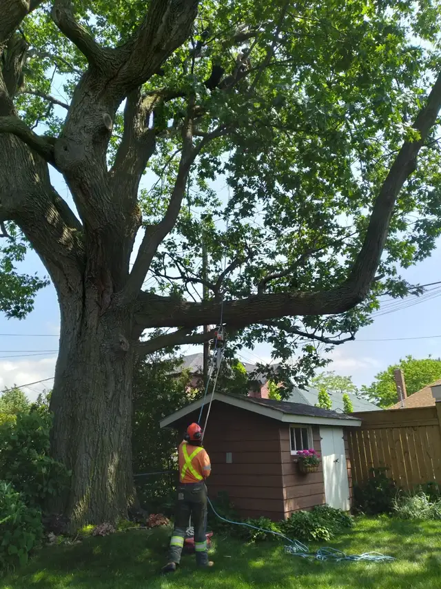 Tree Work Labourer needed - Photo 3