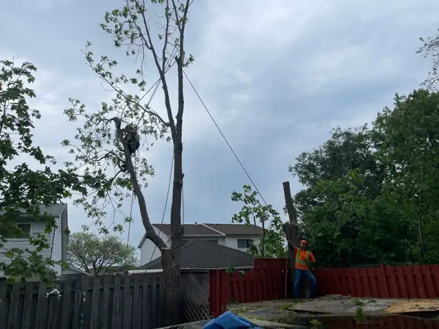 Tree Work Labourer needed - Photo 4