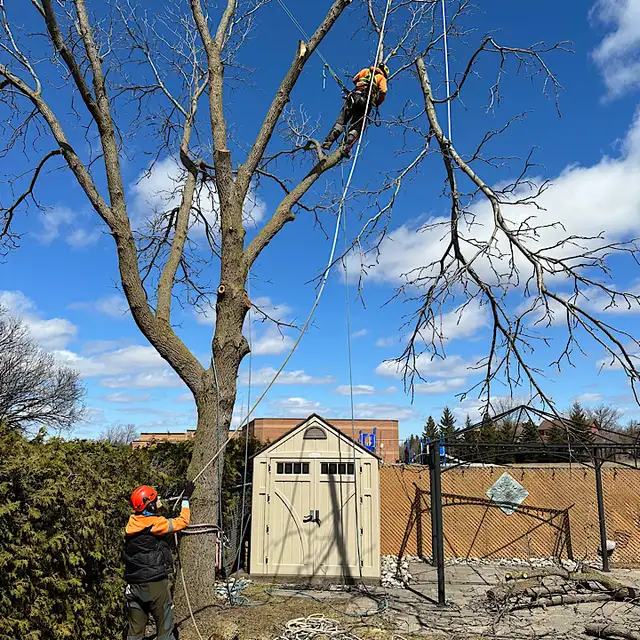 Tree Work Labourer needed - Photo 5