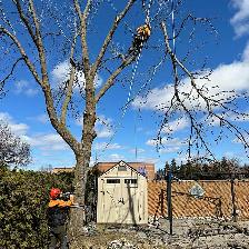 Tree Work Labourer needed - Photo 5