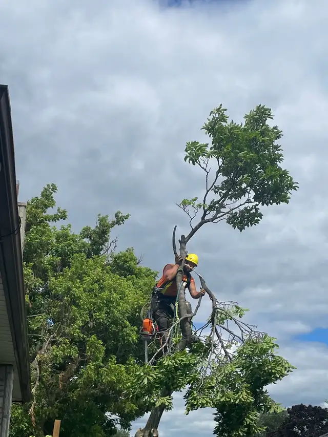 Tree Work Labourer needed - Photo 7