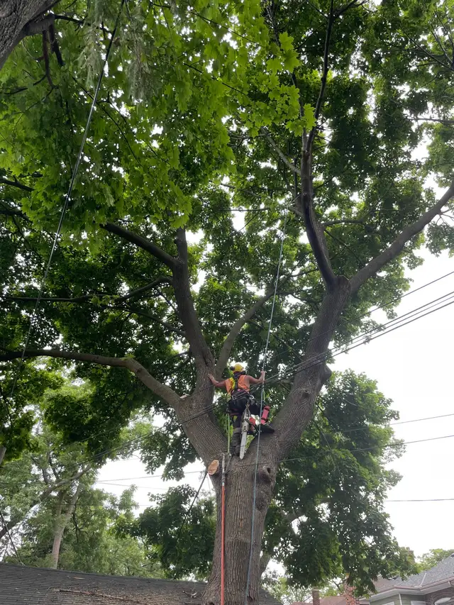 Tree Work Labourer needed - Photo 8
