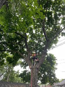 Tree Work Labourer needed - Photo 8
