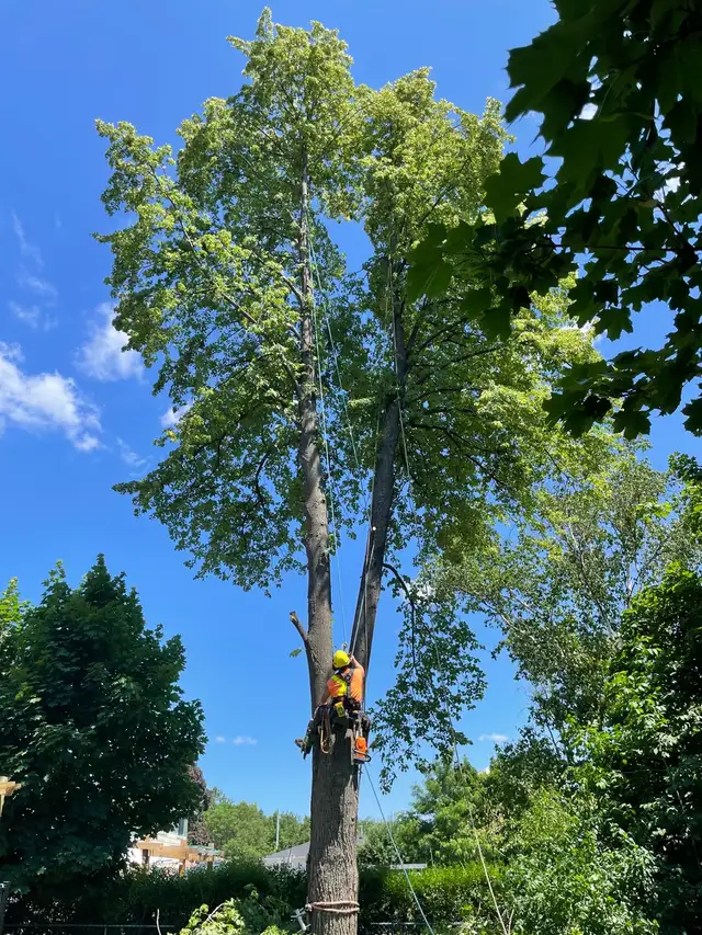 Tree Work Labourer needed - Photo 9