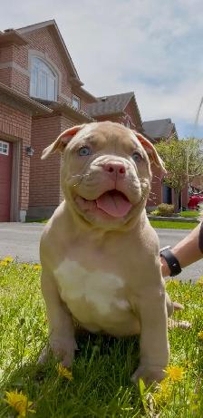 American Bulldog pup
