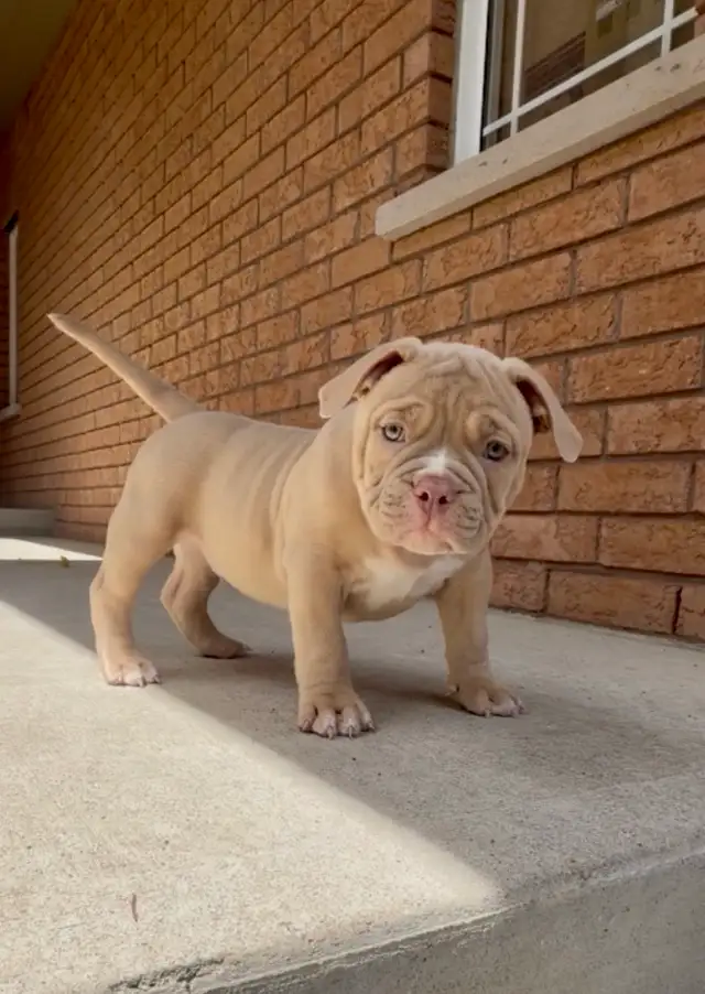 American Bulldog pup - Photo 2