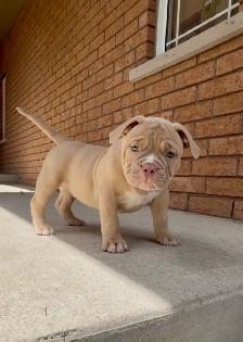American Bulldog pup - Photo 2