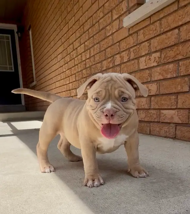 American Bulldog pup - Photo 3