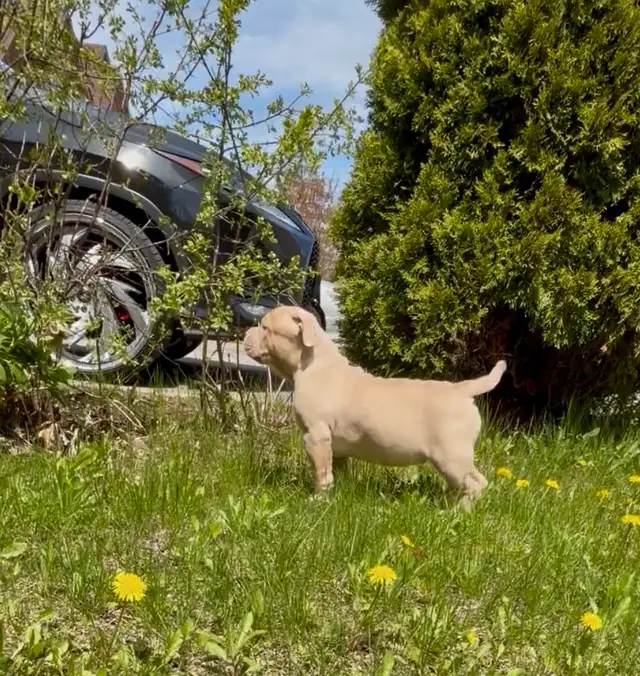 American Bulldog pup - Photo 4