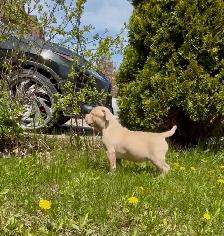 American Bulldog pup - Photo 4