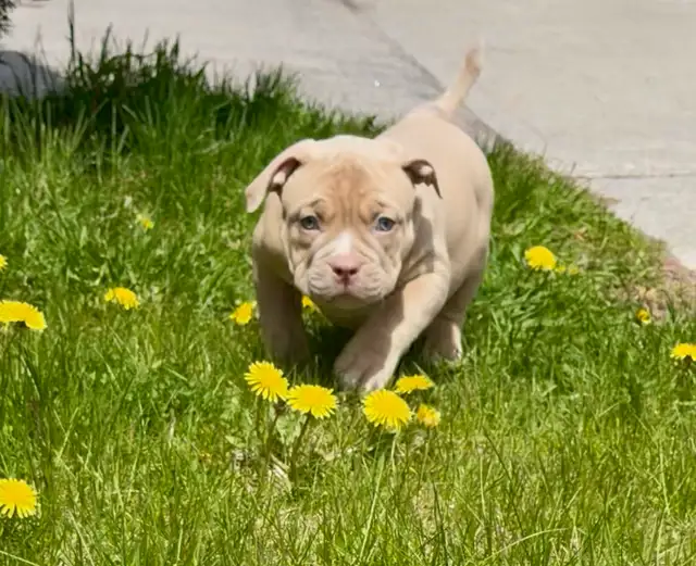 American Bulldog pup - Photo 5