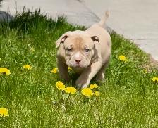 American Bulldog pup - Photo 5