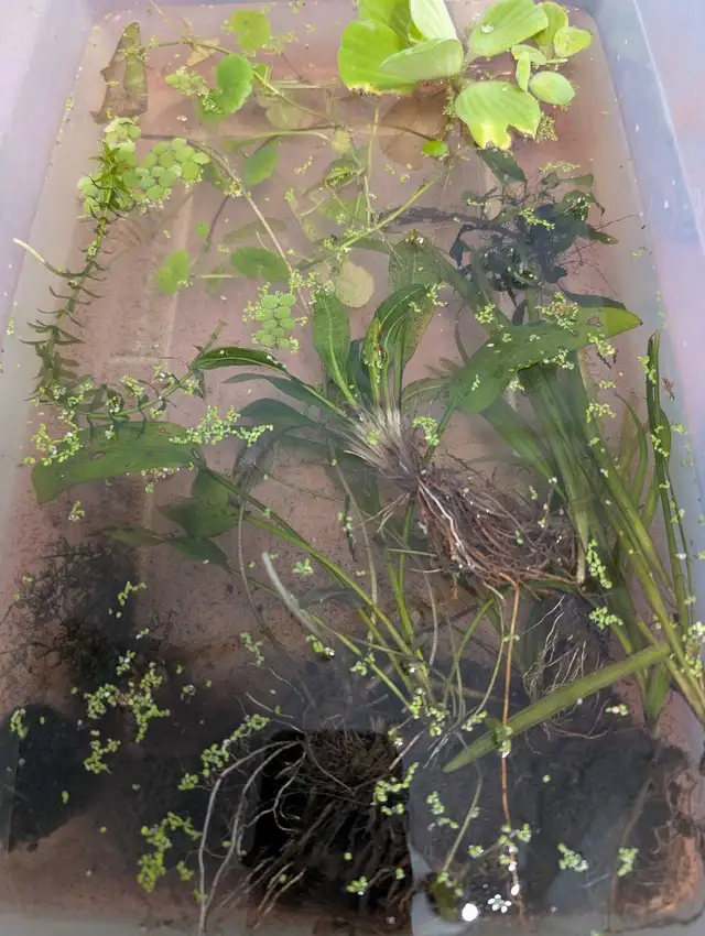 lot plantes aquarium