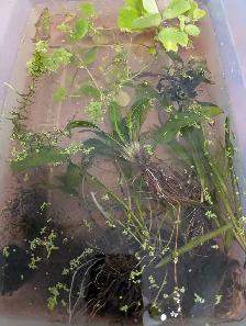 lot plantes aquarium