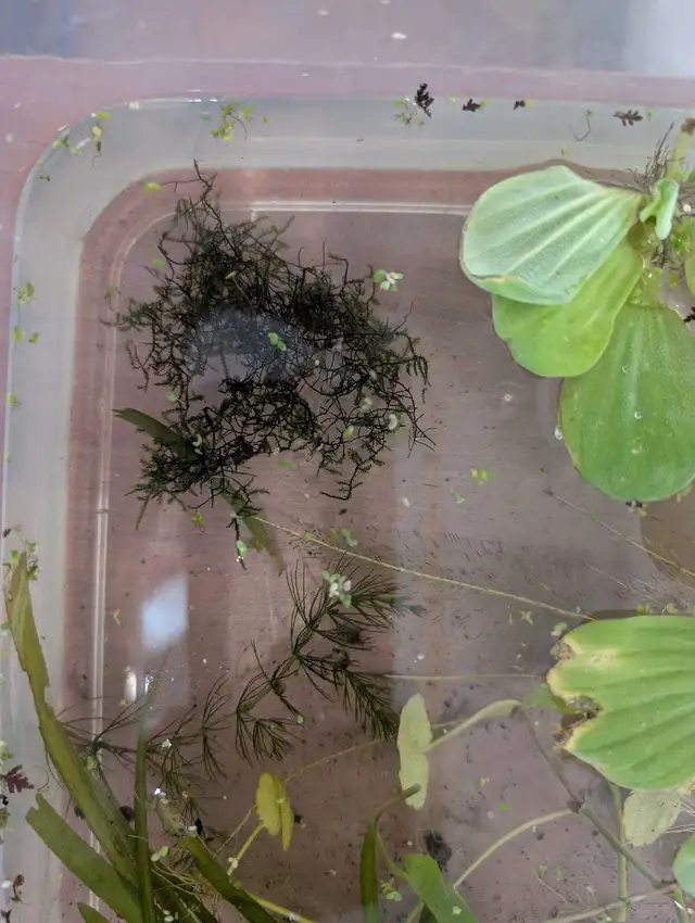 lot plantes aquarium - Photo 2