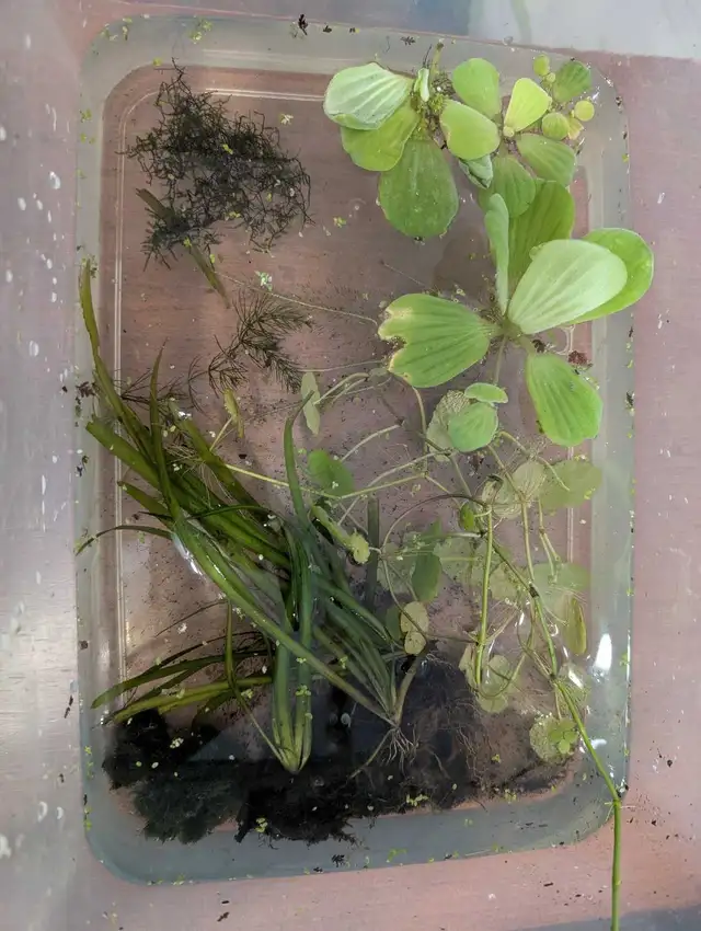 lot plantes aquarium - Photo 3