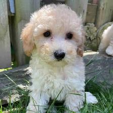 TeddyBear Bichonpoo puppies