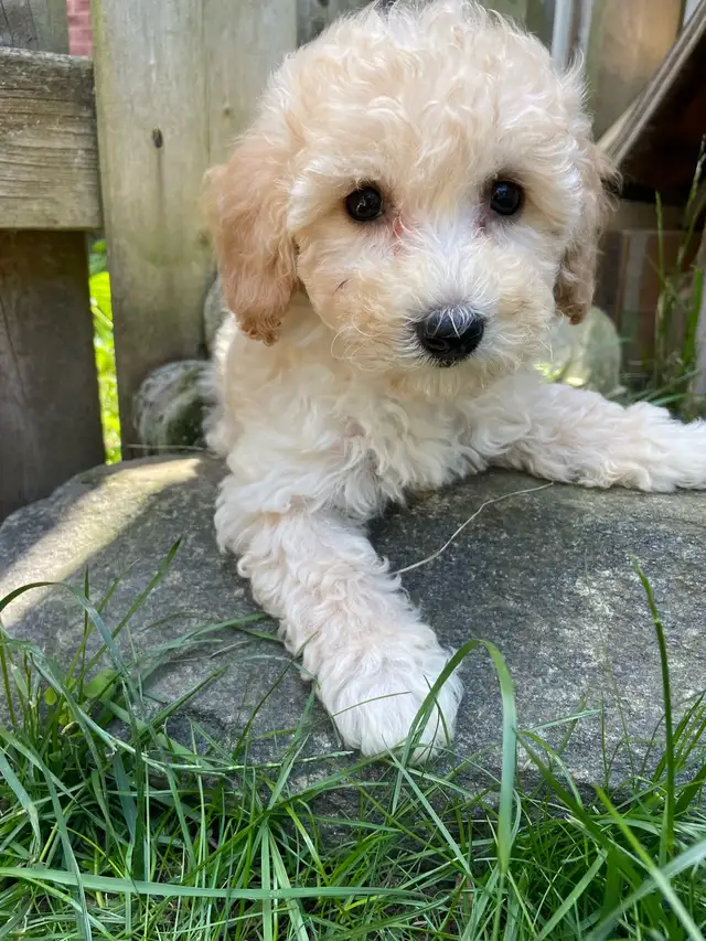 TeddyBear Bichonpoo puppies - Photo 2